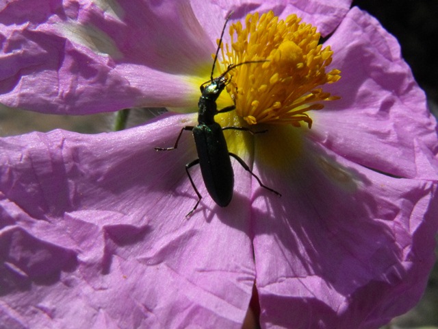 Coleottero su Cistus: probabile  Chrysanthia (Oedemeridae)